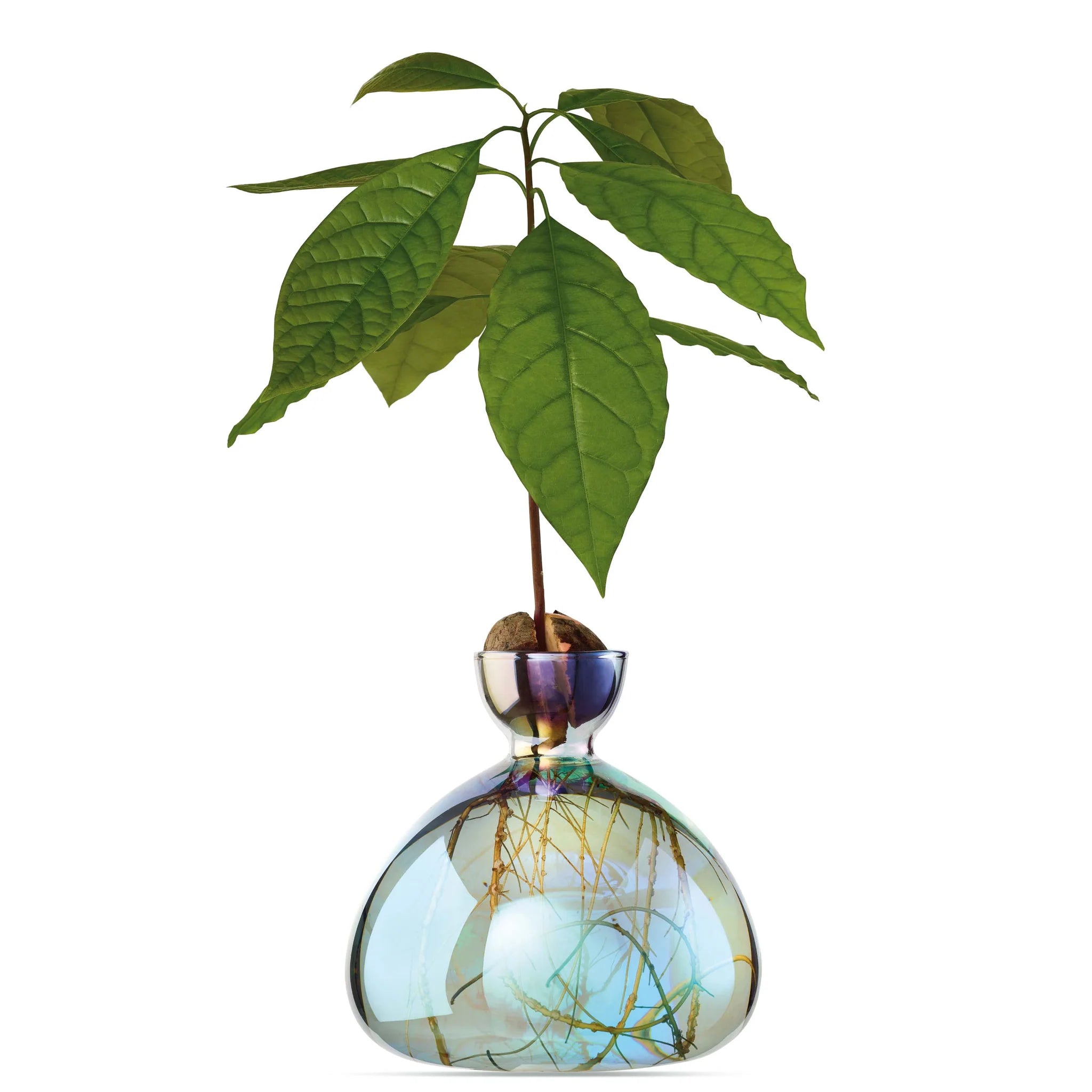 Avocado Vase