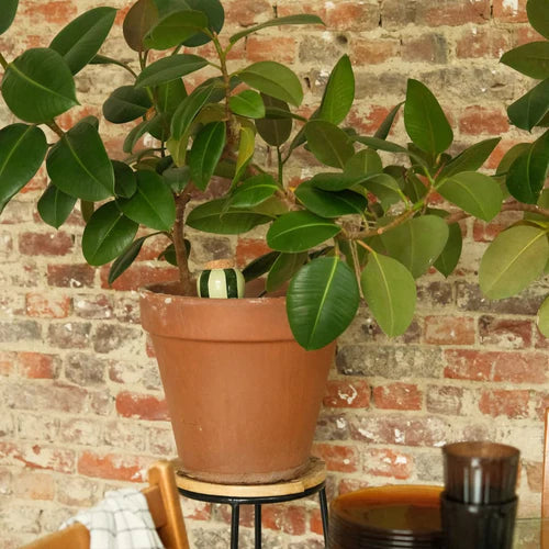 Olla - grün/hellgrün gestreift